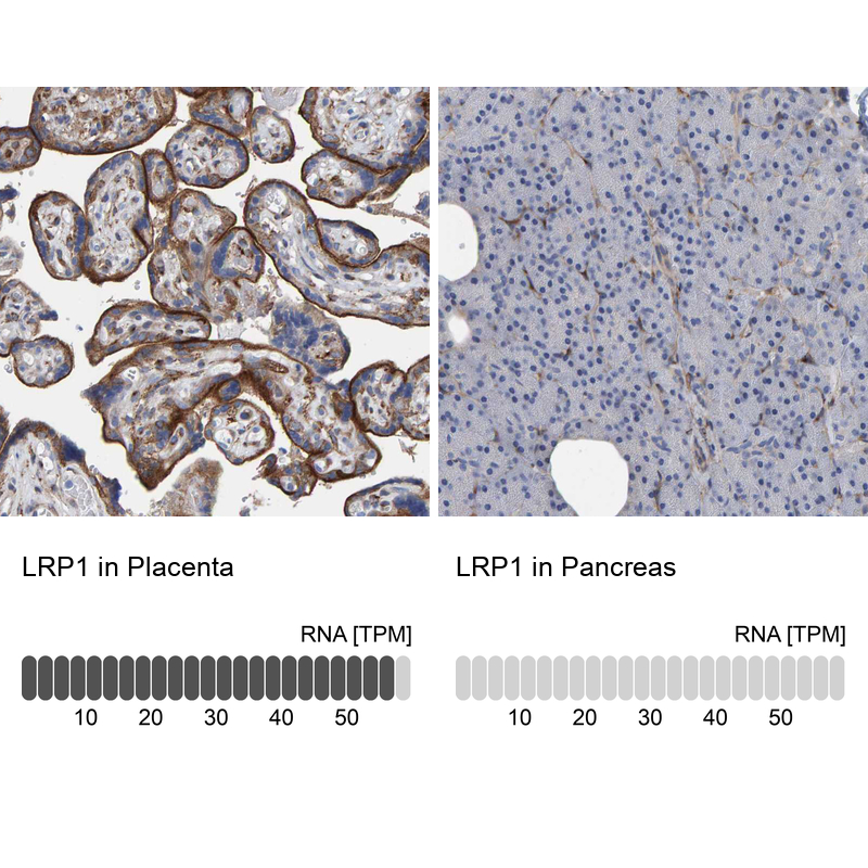 Anti-LRP1 Antibody
