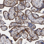 Immunohistochemical staining of human placenta shows moderate to strong membranous positivity in trophoblastic cells.