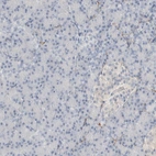 Immunohistochemical staining of human pancreas shows no positivity in exocrine glandular cells as expected.