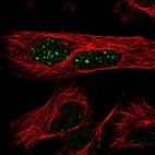 Immunofluorescent staining of human cell line U-251 MG shows localization to nuclear bodies.