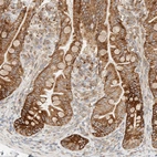 Immunohistochemical staining of human small intestine shows moderate cytoplasmic positivity in glandular cells.