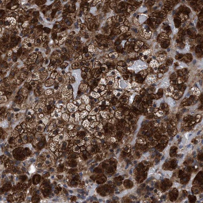 Anti-MRPL50 Antibody