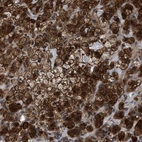 Anti-MRPL50 Antibody