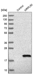 Western blot analysis in control (vector only transfected HEK293T lysate) and MRPL50 over-expression lysate (Co-expressed with a C-terminal myc-DDK tag (~3.1 kDa) in mammalian HEK293T cells, LY412790).