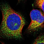 Immunofluorescent staining of human cell line U-2 OS shows localization to cytosol.