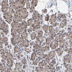 Anti-SCRN2 Antibody