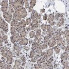 Immunohistochemical staining of human pancreas shows low expression as expected.