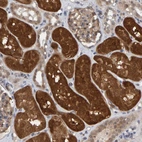 Immunohistochemical staining of human kidney shows high expression.