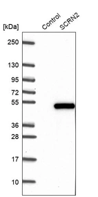 Western blot analysis in control (vector only transfected HEK293T lysate) and SCRN2 over-expression lysate (Co-expressed with a C-terminal myc-DDK tag (~3.1 kDa) in mammalian HEK293T cells, LY408627).