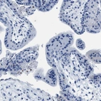 Immunohistochemical staining of human placenta shows low expression as expected.