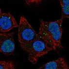 Anti-NBR1 Antibody