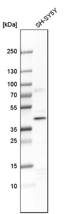 Western blot analysis in human cell line SH-SY5Y.