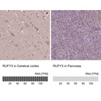 Anti-RUFY3 Antibody