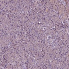 Immunohistochemical staining of human pancreas shows low expression as expected.