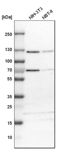 Western blot analysis in mouse cell line NIH-3T3 and rat cell line NBT-II.