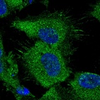 Immunofluorescent staining of human cell line U-251 MG shows localization to plasma membrane & cytosol.