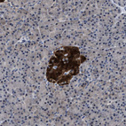 Immunohistochemical staining of human pancreas shows strong cytoplasmic positivity in islets of Langerhans.