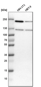 Western blot analysis in mouse cell line NIH-3T3 and rat cell line NBT-II.