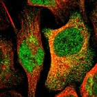 Immunofluorescent staining of human cell line U-2 OS shows localization to nucleoplasm & cytosol.