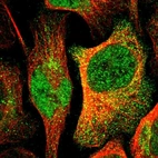 Immunofluorescent staining of human cell line U-2 OS shows localization to nucleoplasm & cytosol.