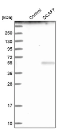 Western blot analysis in control (vector only transfected HEK293T lysate) and DCAF7 over-expression lysate (Co-expressed with a C-terminal myc-DDK tag (~3.1 kDa) in mammalian HEK293T cells, LY417042).