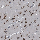 Immunohistochemical staining of human cerebral cortex shows moderate to strong cytoplasmic positivity in neuronal cells.