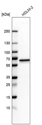 Western blot analysis in human cell line HDLM-2.