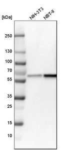 Western blot analysis in mouse cell line NIH-3T3 and rat cell line NBT-II.