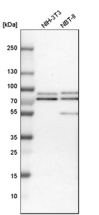 Western blot analysis in mouse cell line NIH-3T3 and rat cell line NBT-II.