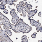 Immunohistochemical staining of human placenta shows very weak positivity in trophoblastic cells.