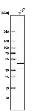 Western blot analysis in human cell line A-549.