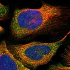 Immunofluorescent staining of human cell line U-2 OS shows localization to cytosol.