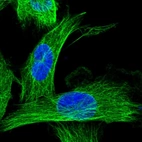 Immunofluorescent staining of human cell line U-251 MG shows localization to microtubules.