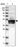 Anti-KRT24 Antibody