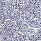 Immunohistochemical staining of human pancreas shows no positivity in exocrine glandular cells as expected.