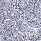 Immunohistochemical staining of human pancreas shows no positivity in exocrine glandular cells as expected.