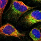 Immunofluorescent staining of human cell line U-2 OS shows localization to cytosol.