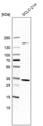 Western blot analysis in human cell line SCLC-21H.