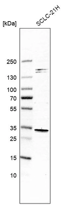 Western blot analysis in human cell line SCLC-21H.