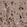 Anti-FXR2 Antibody