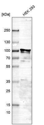 Western blot analysis in human cell line HEK 293.