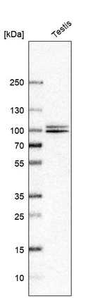 Western blot analysis in human testis tissue.