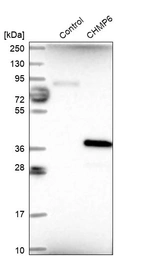 Western blot analysis in control (vector only transfected HEK293T lysate) and CHMP6 over-expression lysate (Co-expressed with a C-terminal myc-DDK tag (~3.1 kDa) in mammalian HEK293T cells, LY411207).