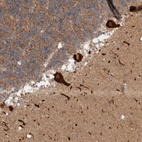 Anti-C17orf53 Antibody