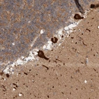 Anti-C17orf53 Antibody