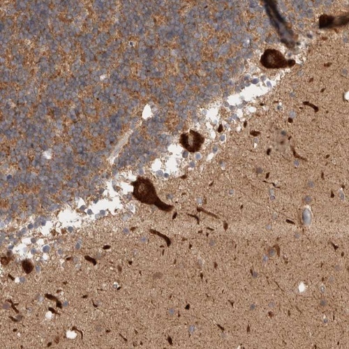 Anti-C17orf53 Antibody