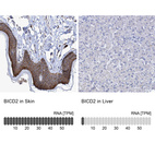 Anti-BICD2 Antibody