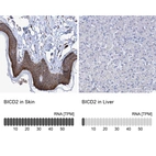 Anti-BICD2 Antibody