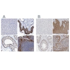 Immunohistochemical staining of human liver, skin, testis and tonsil using Anti-BICD2 antibody HPA023013 (A) shows similar protein distribution across tissues to independent antibody HPA024452 (B).
