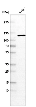 Western blot analysis in human cell line A-431.